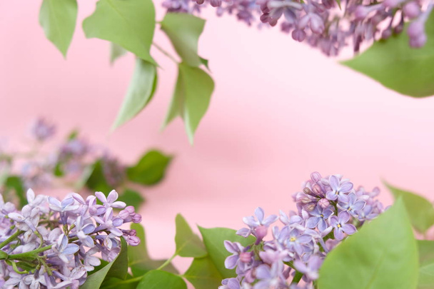 Lilac. Colorful purple lilacs blossoms with green leaves. - Фото, зображення