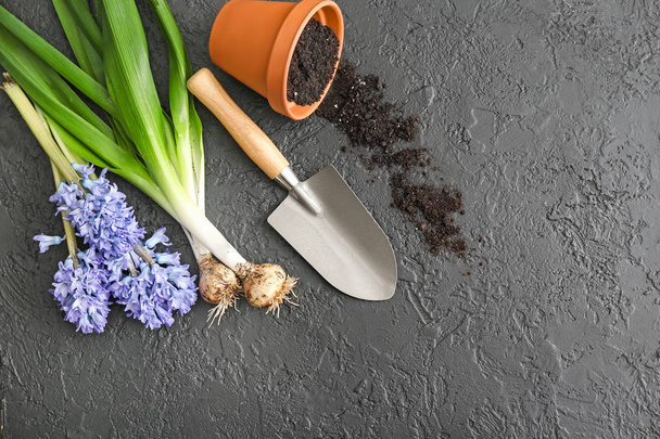 Όμορφα φυτά Υάκινθος με pot και κηπουρική εργαλείο σε σκούρο φόντο - Φωτογραφία, εικόνα