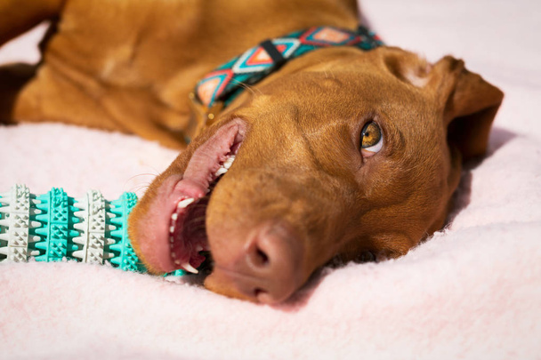 Χαριτωμένο κουτάβι Βίσλα παίζει με τα δόντια καθαρισμό παιχνίδι για σκύλους. Αφαίρεση πλάκας, υγιής ιδέα δοντιών σκύλου. Οδοντιατρική υγιεινή. - Φωτογραφία, εικόνα