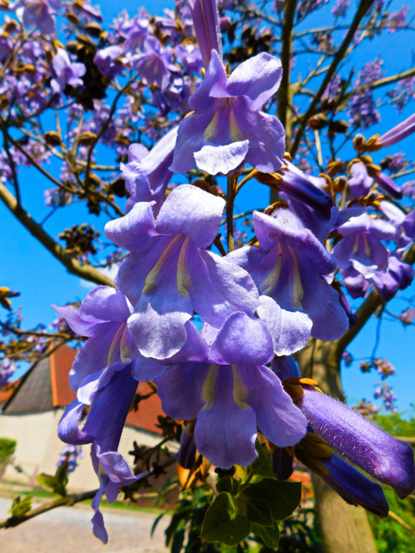 A árvore do sino azul (Paulownia tomentosa
) - Foto, Imagem