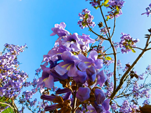 A árvore do sino azul (Paulownia tomentosa
) - Foto, Imagem