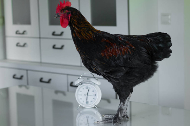 rooster against the alarm clock. Rooster wakes up early. Wake up - Fotografie, Obrázek