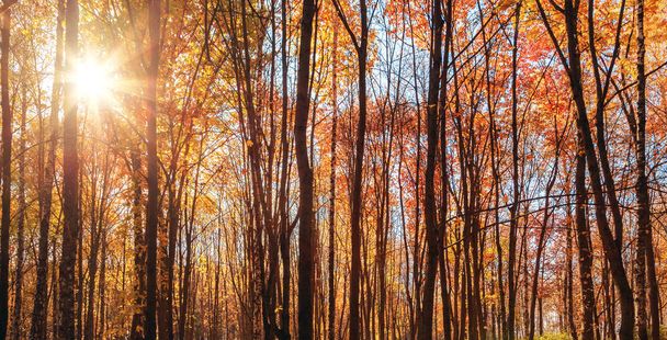 Солнечные лучи солнечный свет осень деревья естественного фона
 - Фото, изображение