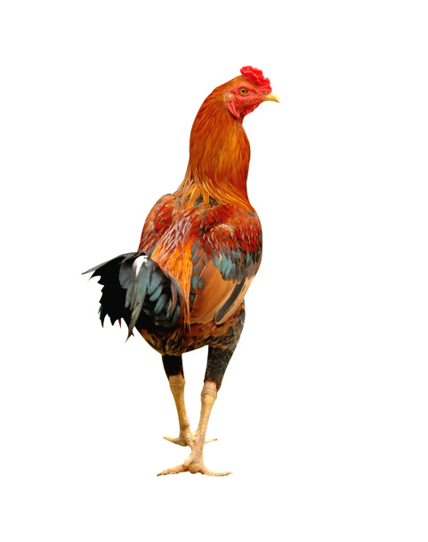 galinha isolada
 - Foto, Imagem