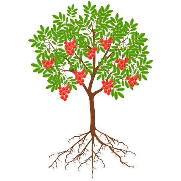 Ραμμπουάν δέντρο με φρούτα και ρίζες σε λευκό φόντο. - Διάνυσμα, εικόνα