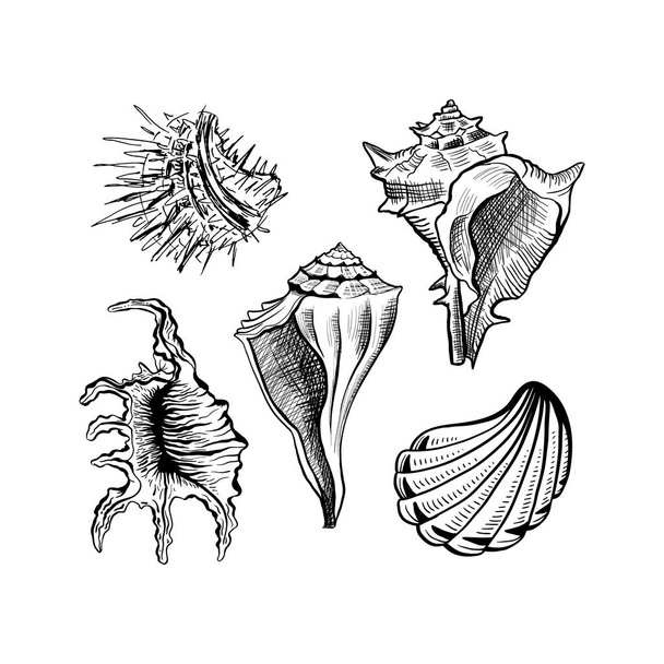 Seashells hand drawn ink pen sketch vector set - Vektör, Görsel