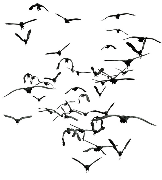 Flock of crows, isolated - Photo, Image