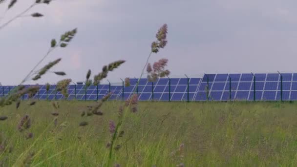 Photovoltaic power station with cell panels generating green energy against grass and spike field at windy day. Solar park. Eco power from PV modules producing electricity and plants. Solar cell for renewable energy. Alternative electricity source  - Footage, Video