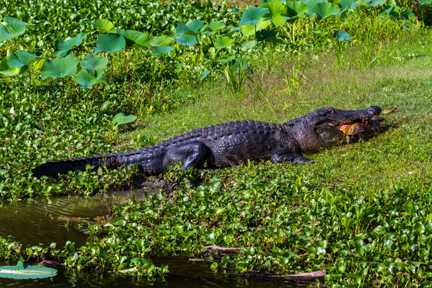Seltene Aufnahme eines großen wilden Alligators, der eine große Weichschildkröte in Osttexas frisst. - Foto, Bild