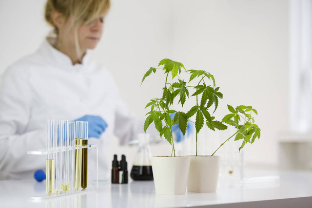 Naukowiec sprawdzając olej farmaceutyczny CBD w laboratorium ze szklaną Kroplomierz i rurki - Zdjęcie, obraz