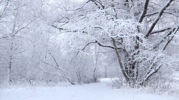 erstaunliche Landschaft des Winterwaldes. Bäume mit Schnee bedeckt - Filmmaterial, Video