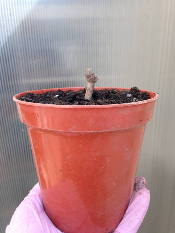 eine Dahlienknolle, die in einen Topf gepflanzt wird - Foto, Bild