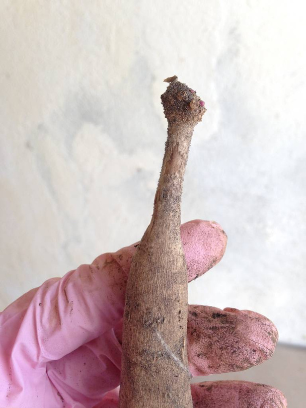 Hand holding a dahlia tuber with an eye (bud) after clump division - Photo, Image