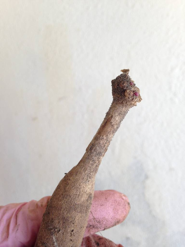Wearing Garden Glove Holding Dahlia tuber with an eye  (bud) Display  - Photo, Image