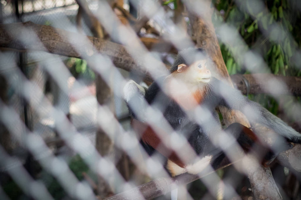 Красноногий Дук (Pygathrix nemaeus) в зоопарке Таиланда (селективный фокус
)  - Фото, изображение