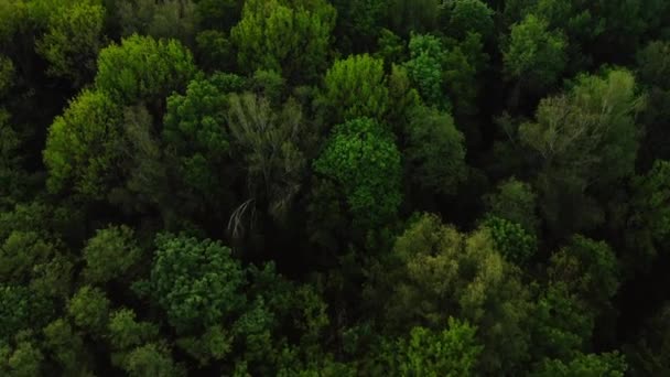 Aerial top view forest, Texture of forest view from above. - Footage, Video