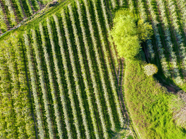 Huerto de manzanas en primavera - Vista aérea
 - Foto, imagen