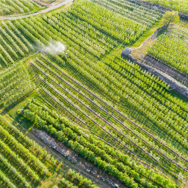 traitement pesticide avec tracteur sur verger de pommiers
 - Photo, image