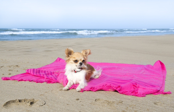 Chihuahua op het strand - Foto, afbeelding
