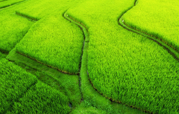 Letecký pohled na terasy s rýží. Na šířku s Drone. Zemědělská krajina ze vzduchu. Terasy s rýží v létě. Seznam světového kulturního dědictví UNESCO-Jatiluwih na terase, Bali, Indonésie. Cestování-snímek - Fotografie, Obrázek