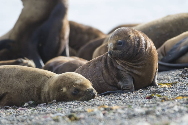 Sea lions on beach, breeding colony - Photo, Image