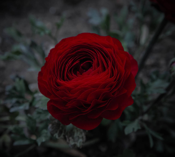 ciemnoczerwony jasnobrązowy kwiat płatki Jaskier  - Zdjęcie, obraz
