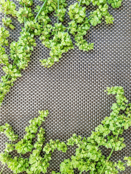 灰色の背景、トップビューに緑のソルレルの花で作られたフレーム。テキストの罫線. - 写真・画像