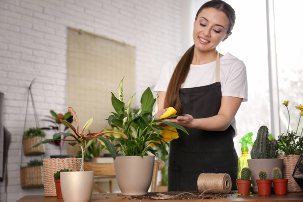 Young woman taking care of potted plants at home - Photo, image