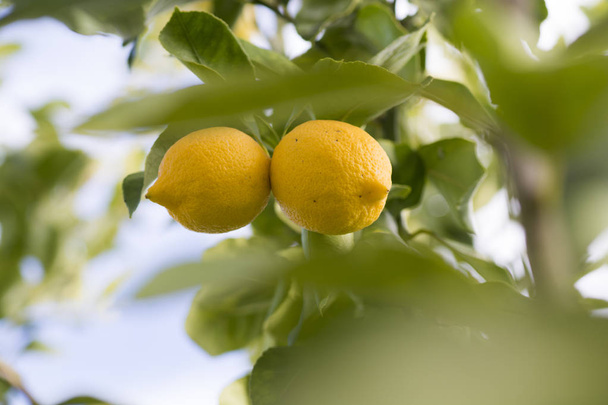 Крупный план лимонов на дереве
 - Фото, изображение