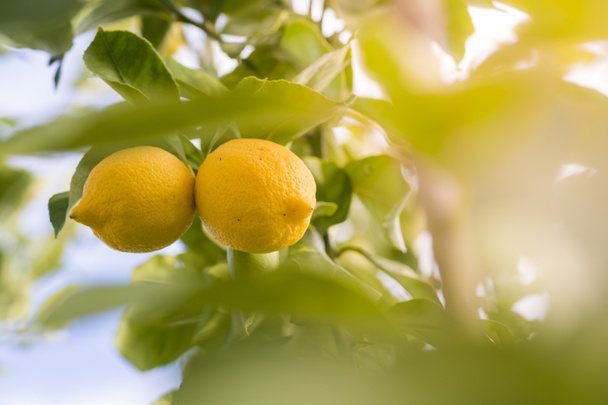 vista ravvicinata dei limoni sull'albero
 - Foto, immagini