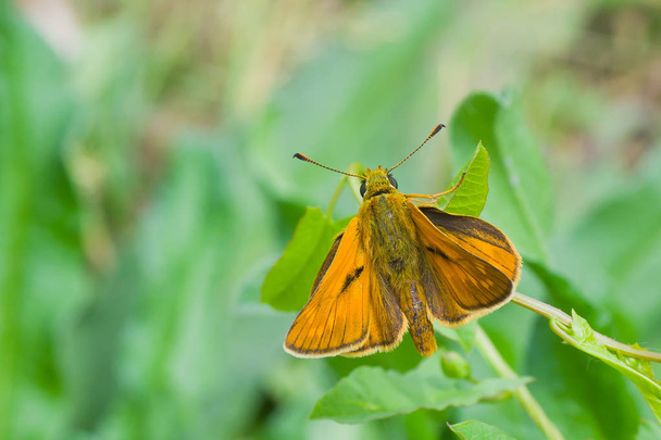 Skipper (Hesperiidae) butterfly sitting on summer grass - Photo, Image