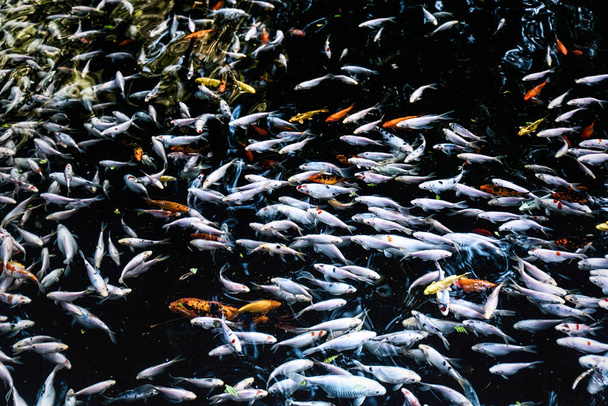Koi o carpa porcellana pesce in acqua
 - Foto, immagini