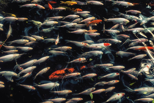 Koi vagy ponty Kína hal vízben - Fotó, kép