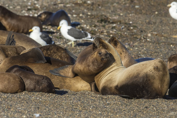lobos marinos descansando en la playa, Peninsula Valdes, Patago
 - Foto, Imagen