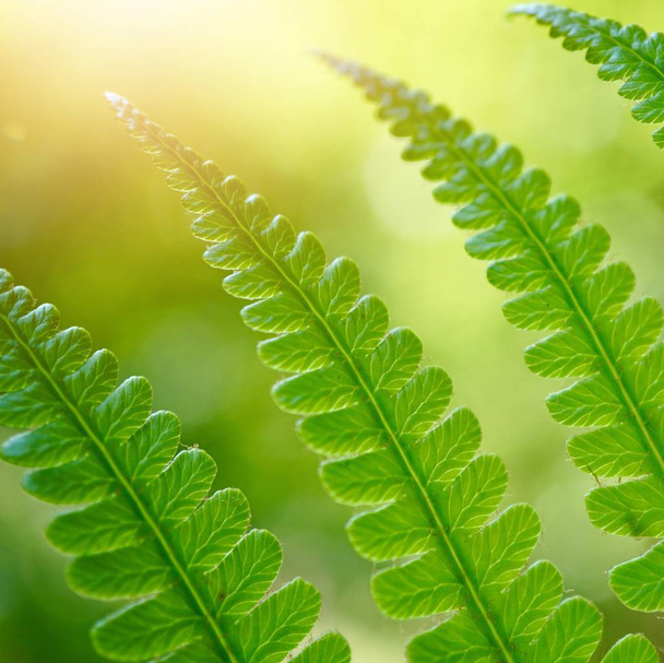feuille de fougère verte texturée en été dans la nature
 - Photo, image