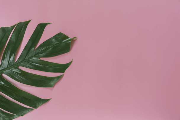 Canavial verde deixa em fundo rosa com espaço de cópia para ins
 - Foto, Imagem