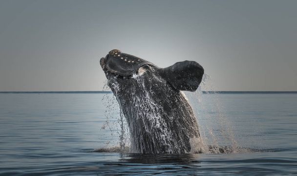 Southern right whale jumping, Puerto Madryn, Patagonia - Photo, Image