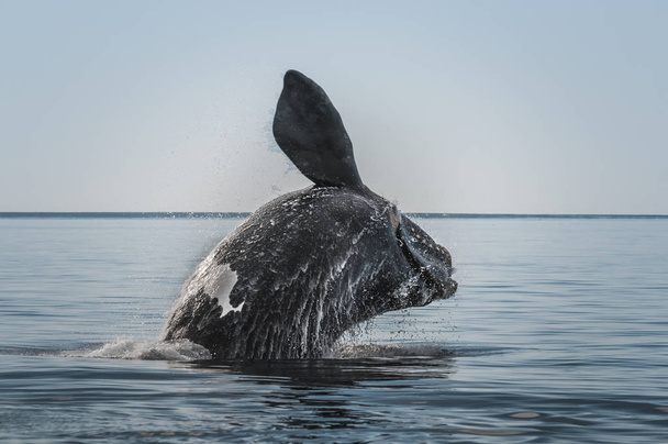 Південний стрибки з правого китів, Пуерто-Мадрин, Патагонія - Фото, зображення