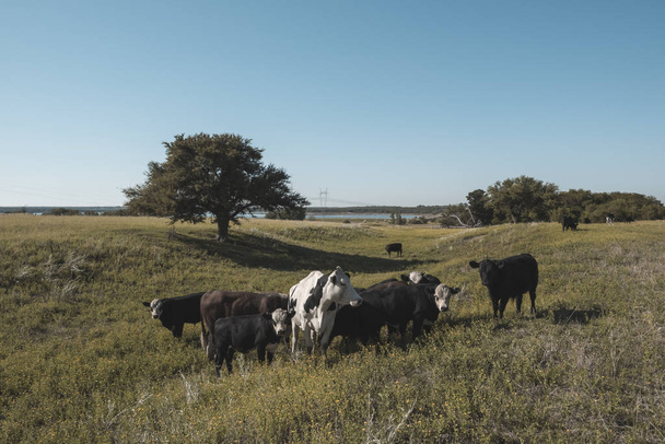 Dojnice v argentinské krajině, Patagonie - Fotografie, Obrázek