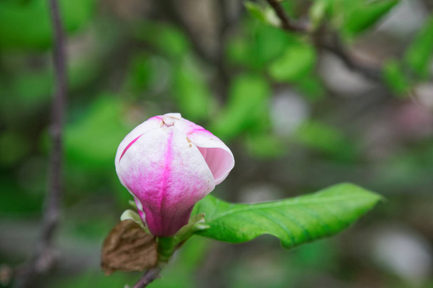 Magnolia cabeza de árbol. Magnolias rosadas en primavera. Hermosas magnolias rosadas sobre fondo azul del cielo. Florecientes flores de Magnolia y capullos impresionantes en la temporada de primavera. Los colores más cálidos de magnolia flores
. - Foto, Imagen