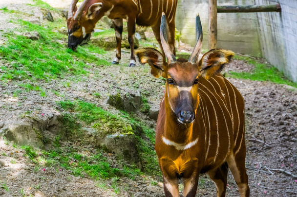 Eastern mountain bongo with its face in closeup, Critically endangered animal specie from Kenya in Africa, spiral horned antelope - Photo, Image