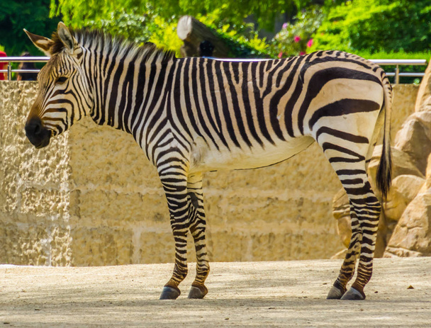 closeup of a adult hartmann's mountain zebra, Vulnerable tropical horse specie from Namibia and angola in Africa - Photo, Image