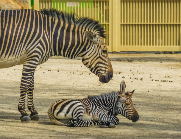 young hartmann's mountain zebra together with its mother, Vulnerable animal specie from namibia and Angola in Africa - Photo, Image