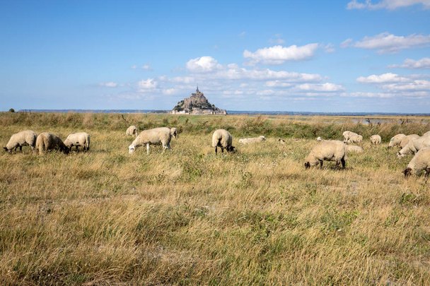 Una bandada de ovejas pastando en los prados salados cerca de la isla de marea del Mont Saint-Michel bajo un cielo azul veraniego. Le Mont Saint Michel, Francia - Foto, imagen