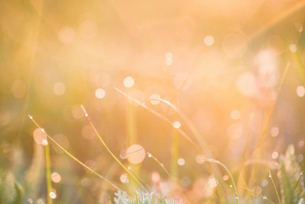 Фон с утренней росой на траве близко - Фото, изображение