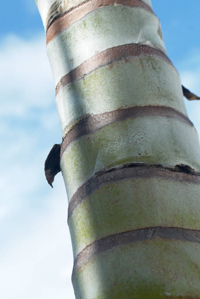 Φοινικόδεντρα, Λεπτομερής προβολή - Φωτογραφία, εικόνα
