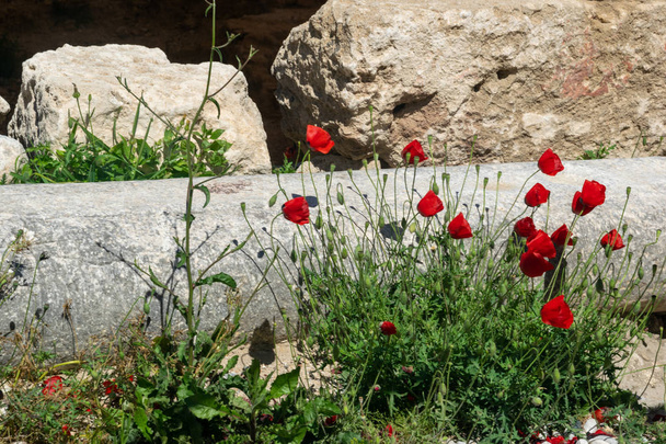 red poppies on the background of ancient ruins in summer - Foto, Imagen