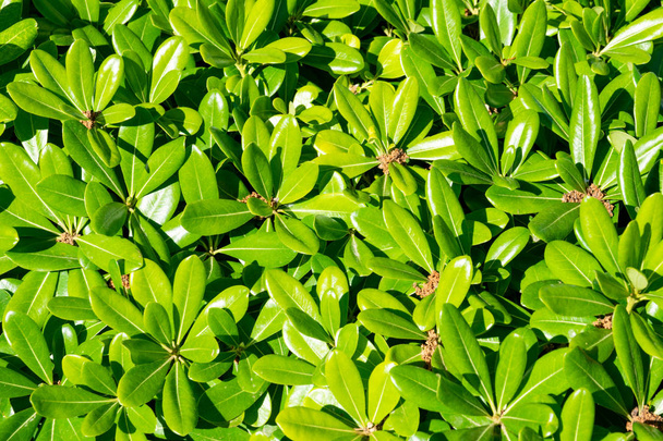 virágos zöld bokor pittosporum Tobira Nana - Fotó, kép