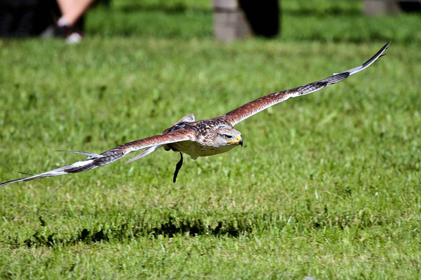 Los halcones de cola roja son grandes halcones con proporciones típicas de Buteo.
 - Foto, imagen
