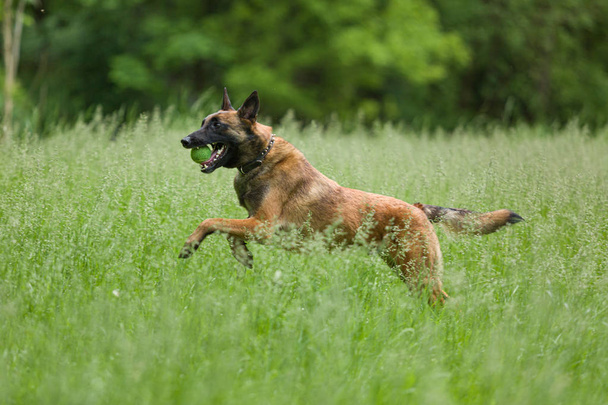 Jeu et dressage de chiens malinois belges à l'extérieur
  - Photo, image